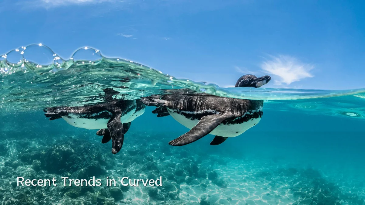 Recent Trends in Curved